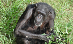 チンパンジーのペロ